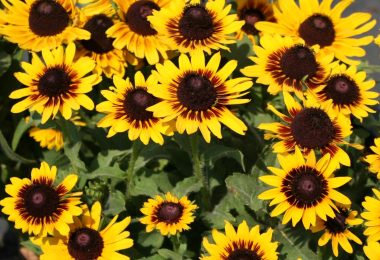 'Denver Daisy' Black-Eyed Susan