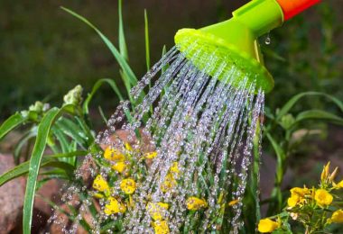 gardening tips watering