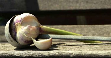 Garlic