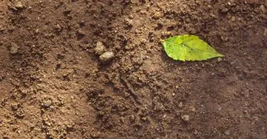 soil