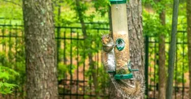 squirrel